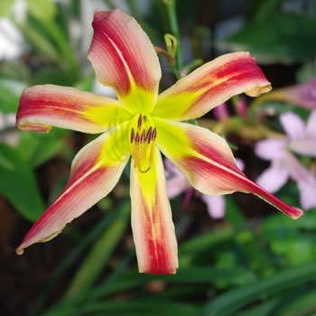 Hemerocallis Complicated